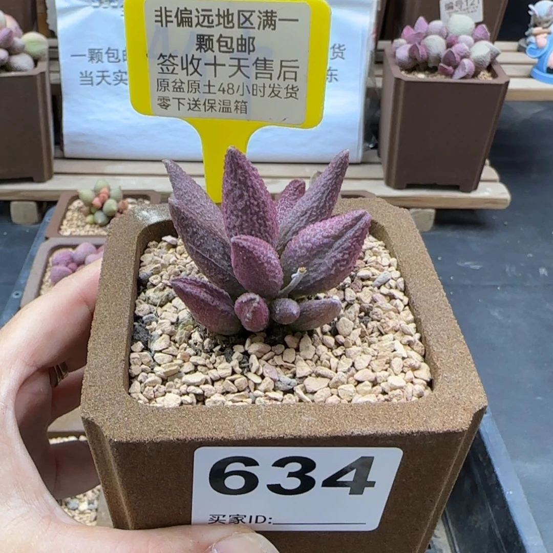 634，猪尾巴多肉植物