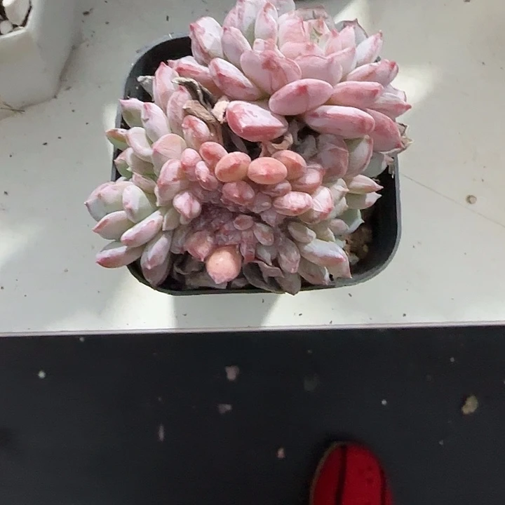 青蛙王子儿童牙膏套装11新款1111