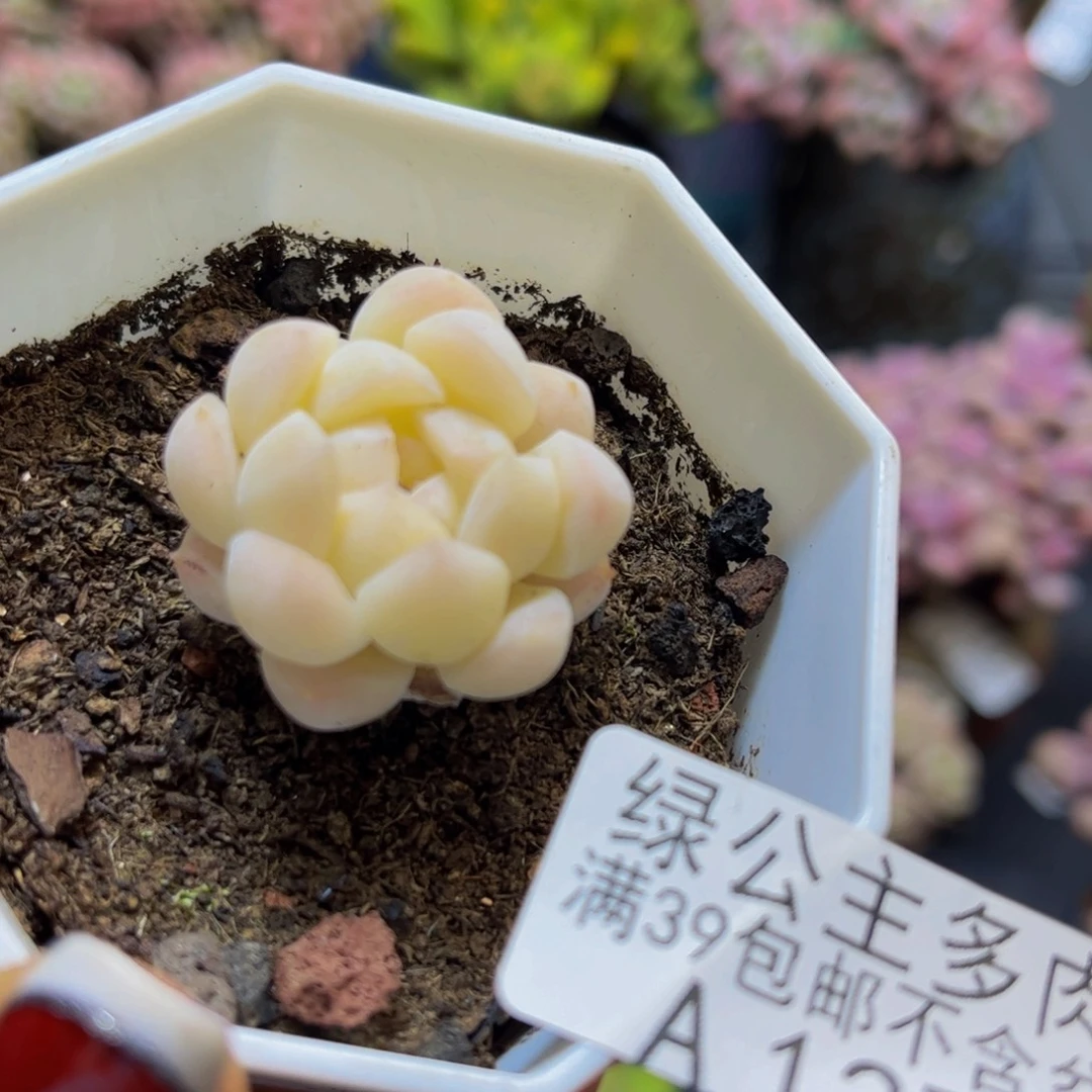 白桃气水1273/3cm多肉