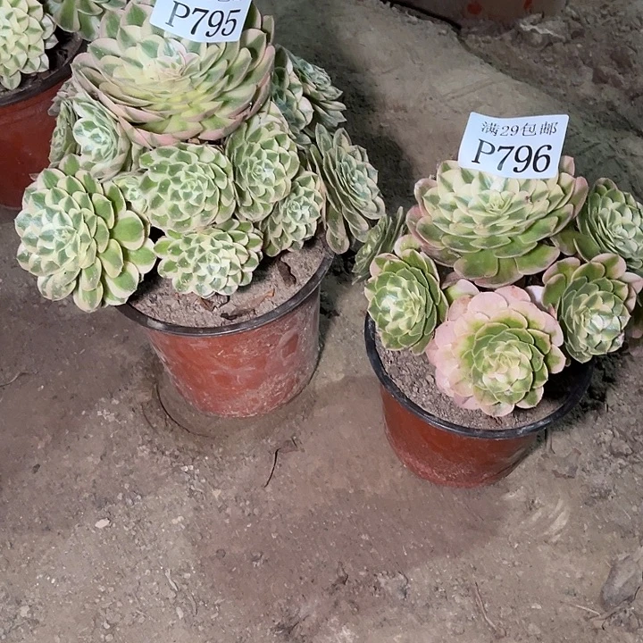 s***n795孔雀翎796荔枝多肉植物