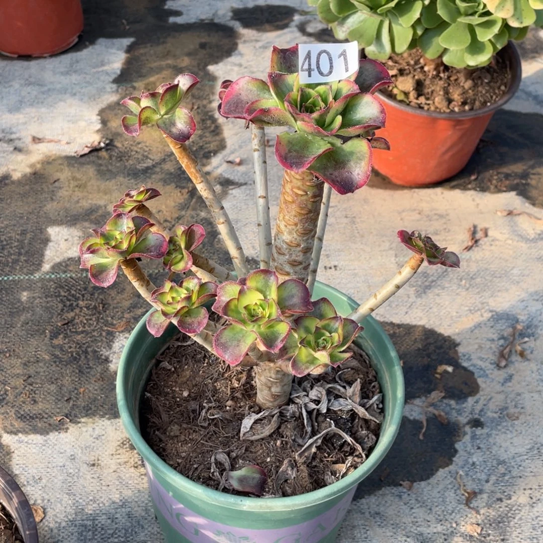 高**水魅影多肉植物老桩