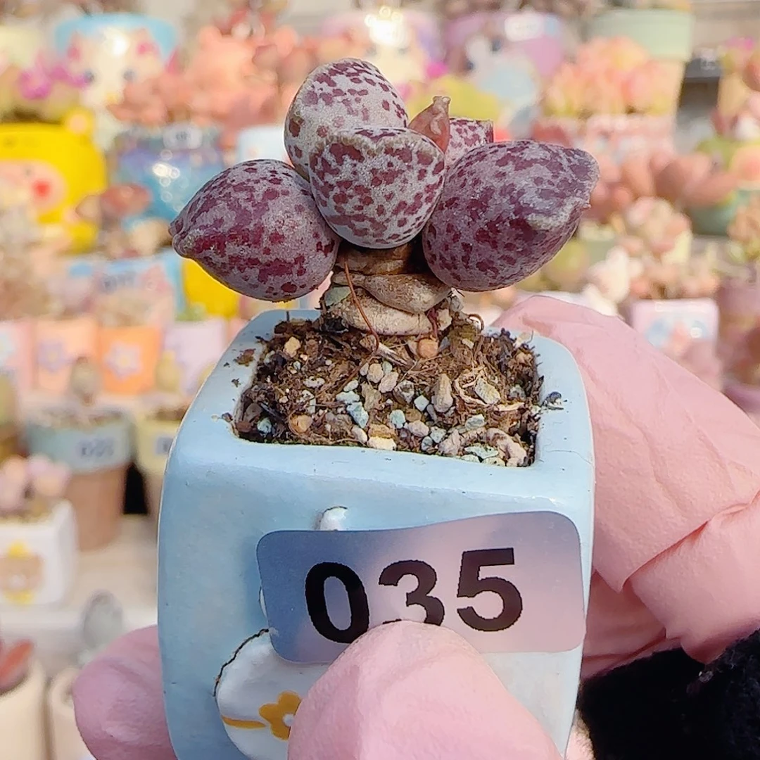 L 粉丸海豹 盆口2.5cm