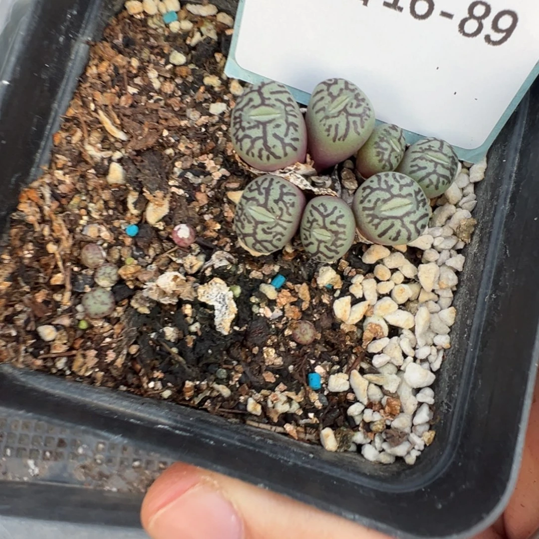 16-89肉锥多肉植物