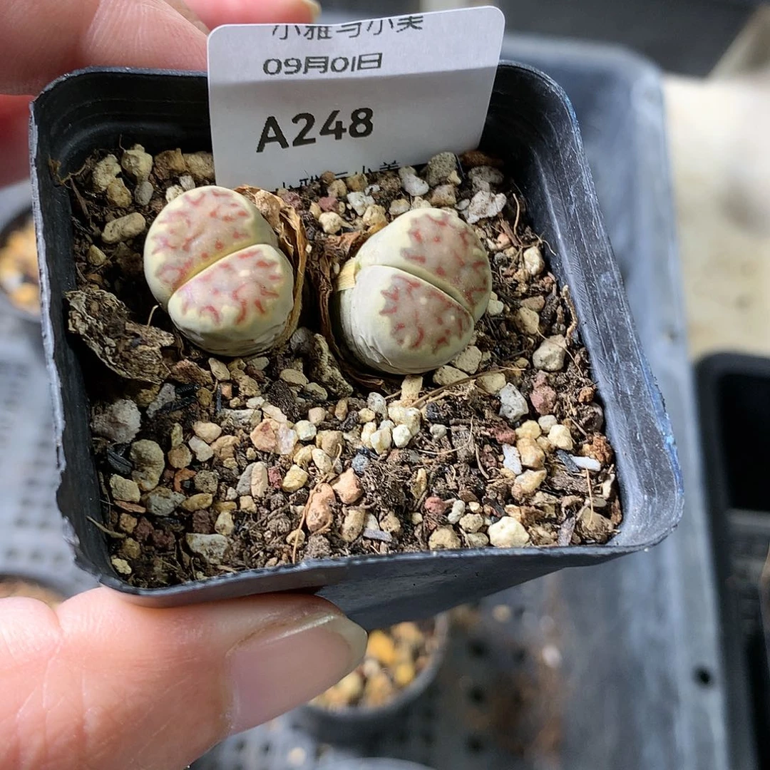 A248多肉植物保护研究所
