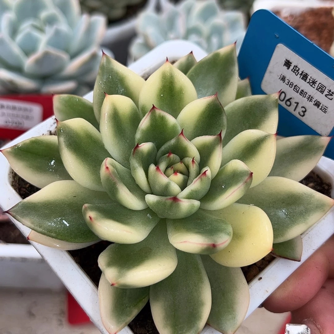 0613骑兵锦多肉植物10.5cm