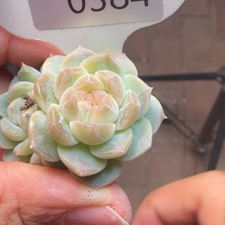 384号琥珀优选鼻涕个体