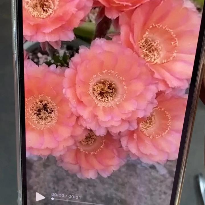 香香心舞侧芽3公分左右