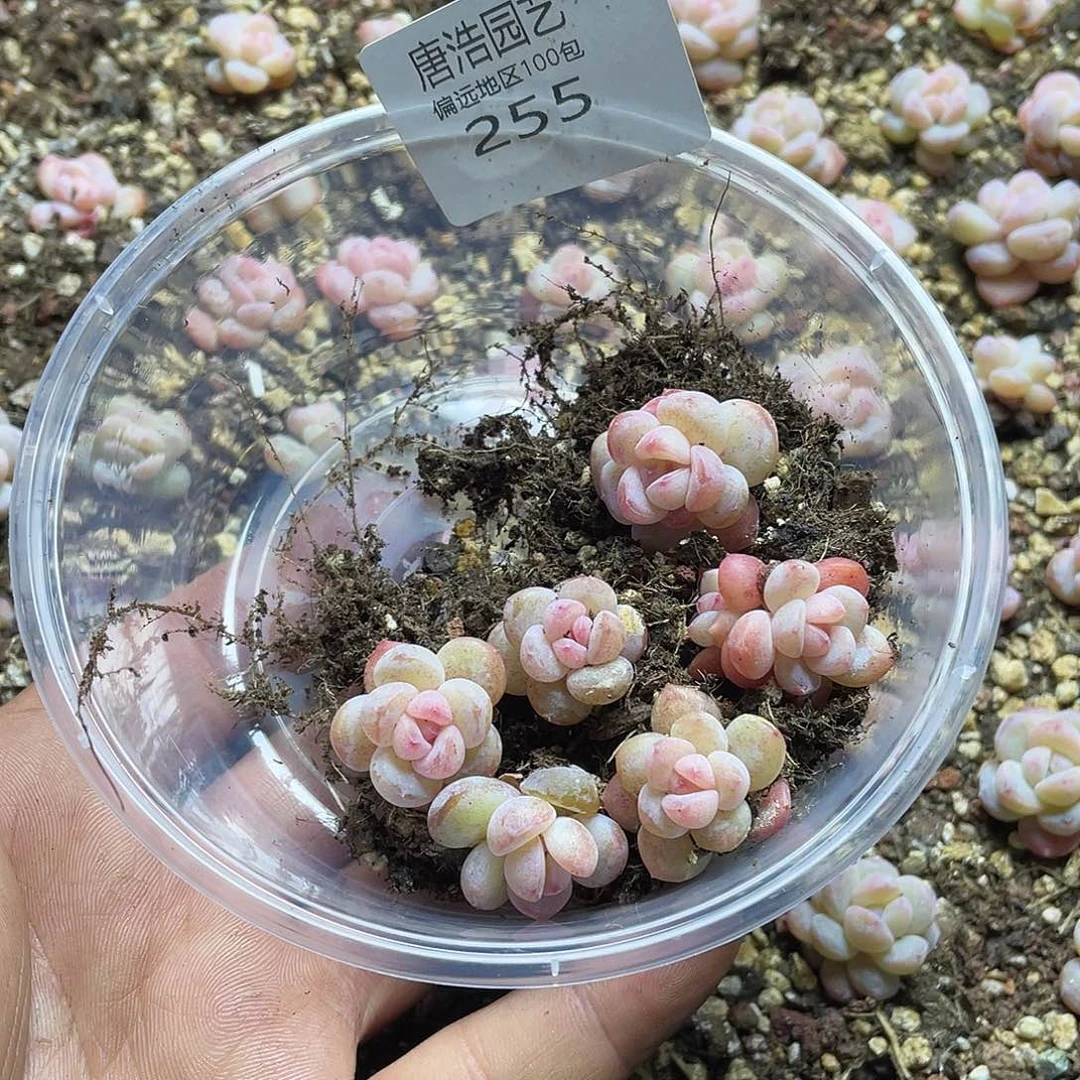 j***5水晶鞋一物一拍255