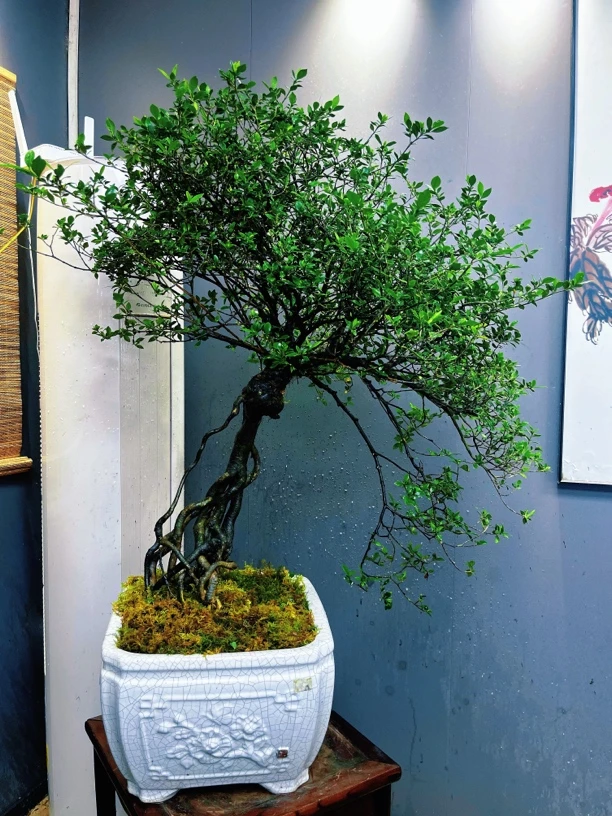 海岛榄叶栀子花精品（四季爆花老庄盆景）