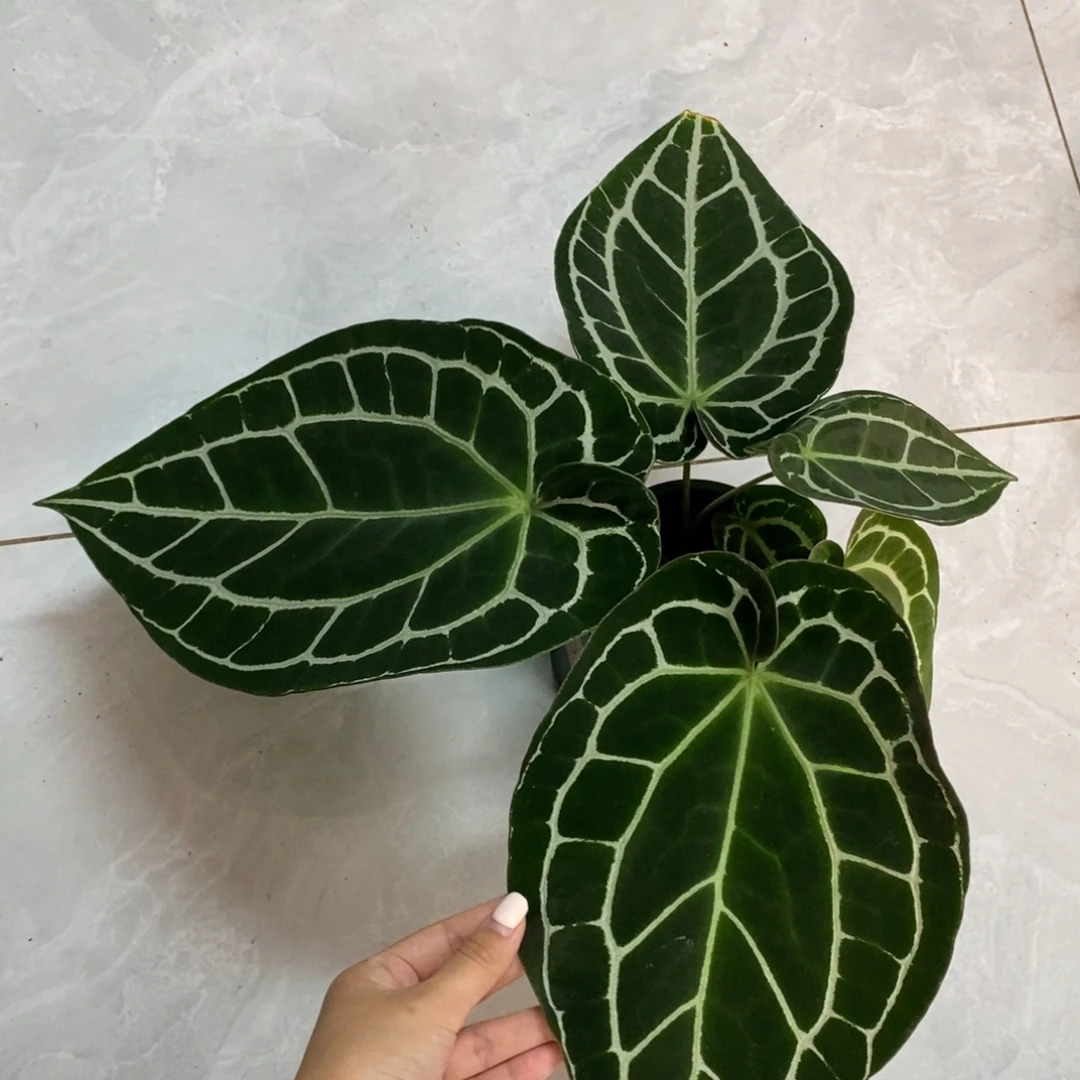 不开花植物哥伦比亚黑水晶