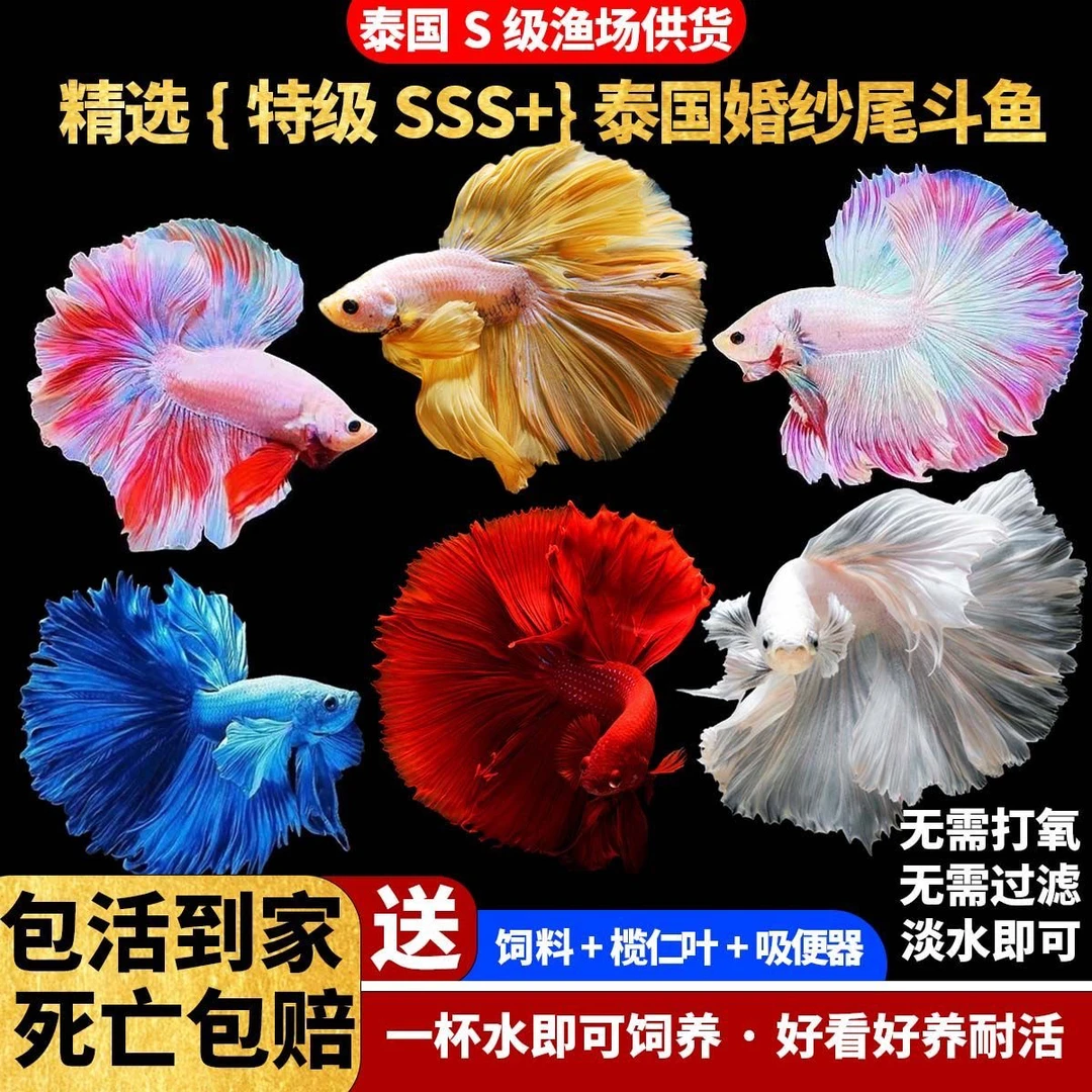 泰国斗鱼观赏鱼超大半月网红婚纱纯白小型热带热带鱼耐活好养宠物