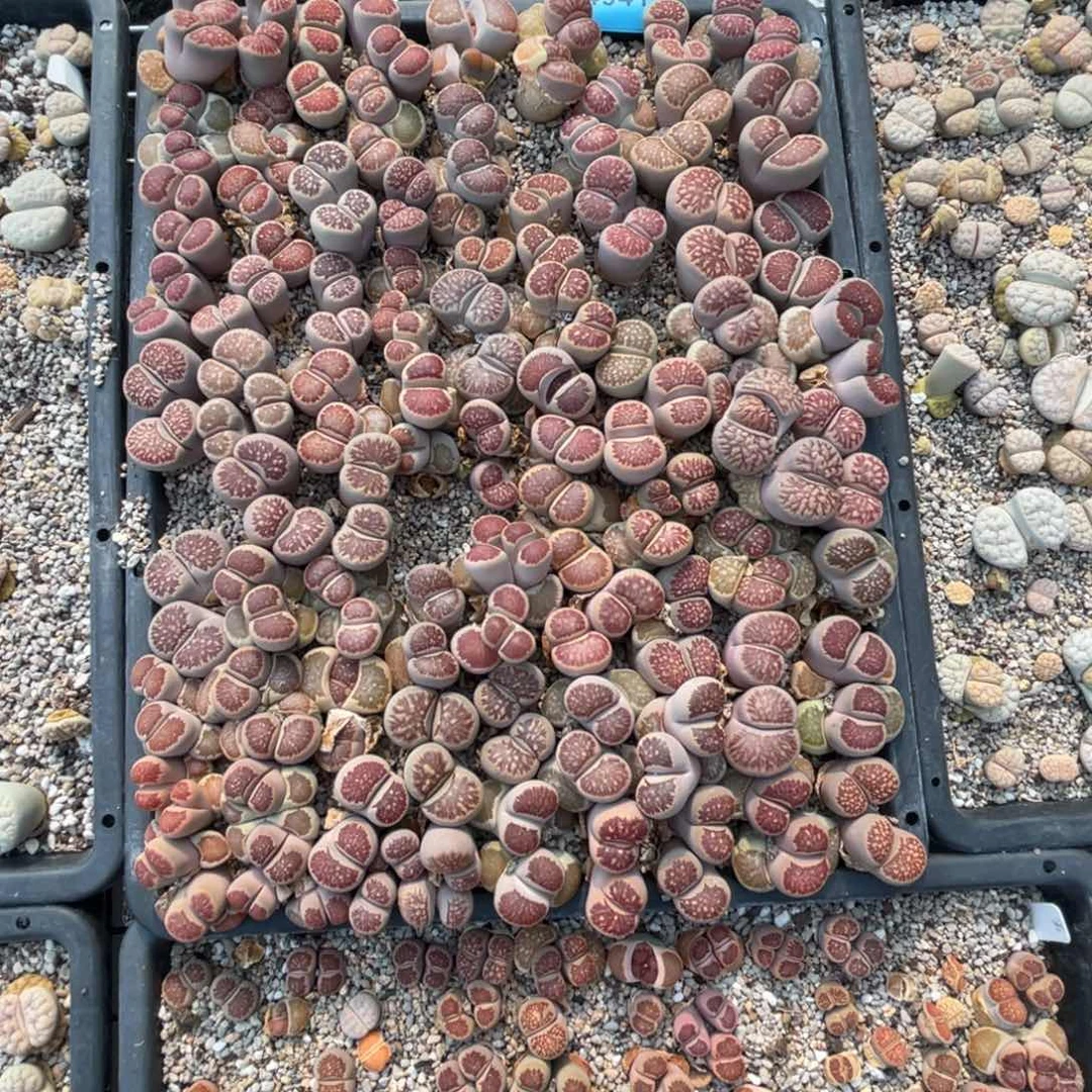 &***H4941菊筐脱土发货不售后