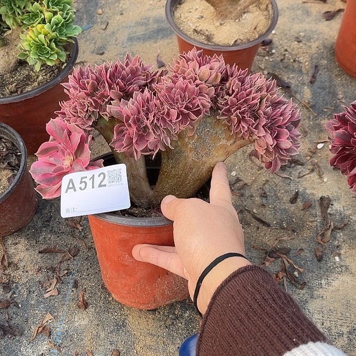 满28包邮粉女巫板子黑，冠幅24厘米左右