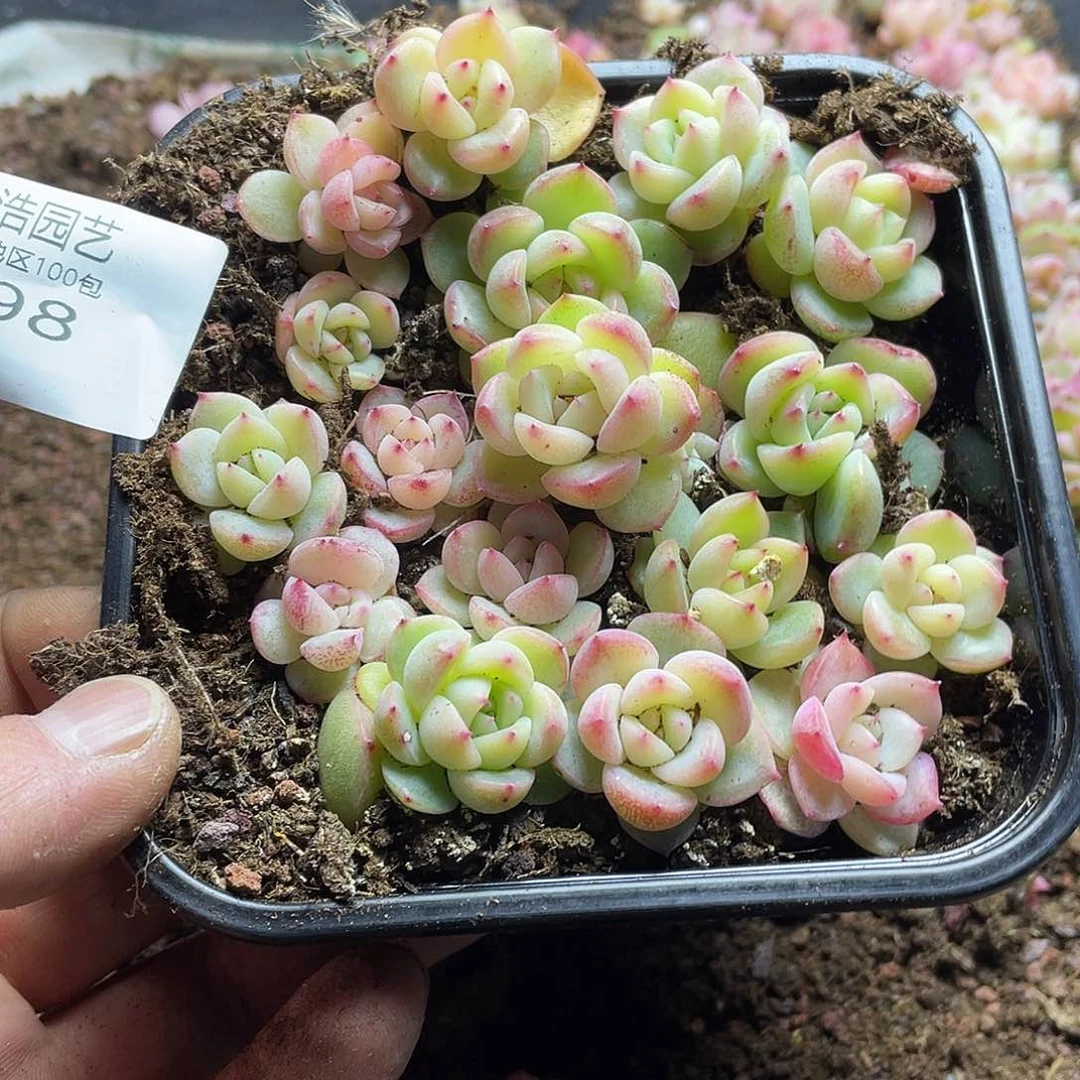 招**喵钻石混一物一拍498