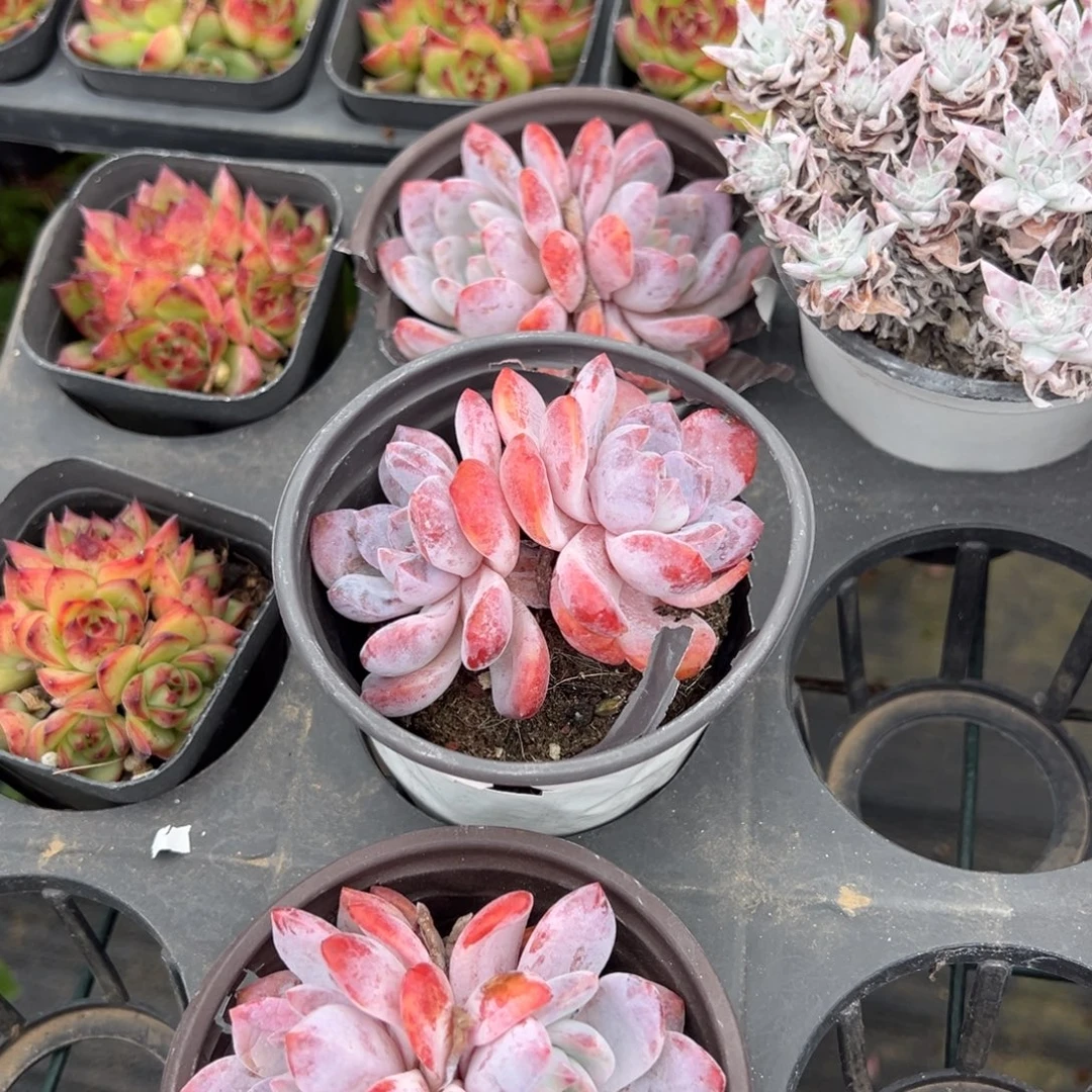 梦露双头叶片微暇一颗量拍多肉满18元包邮下午发