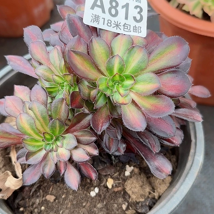 多肉法师晚霞朵朵