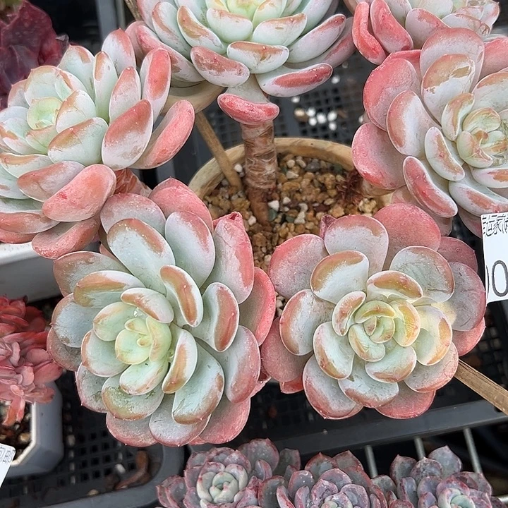 幸运的是我还没遇到你