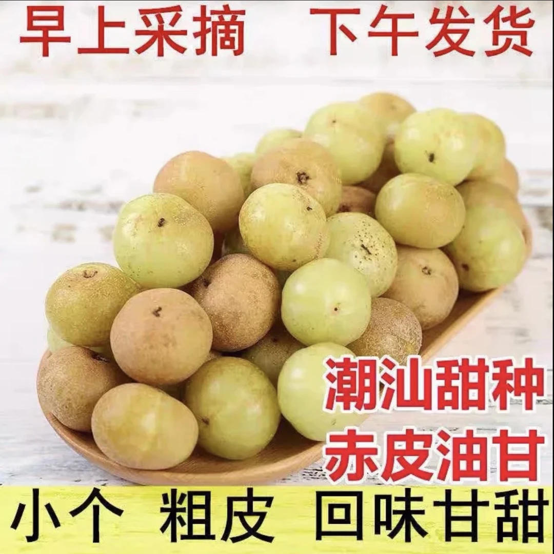 潮汕金灶大果赤皮油柑粗皮油柑酸涩度低回甘好煲汤榨汁2斤起拍