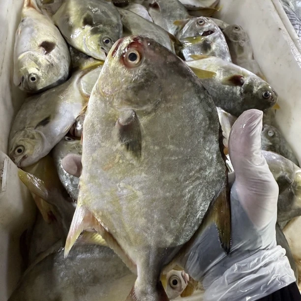 北海纯天然野生 深海大金鲳鱼 肉质鲜嫩 新鲜速冻 顺丰直达