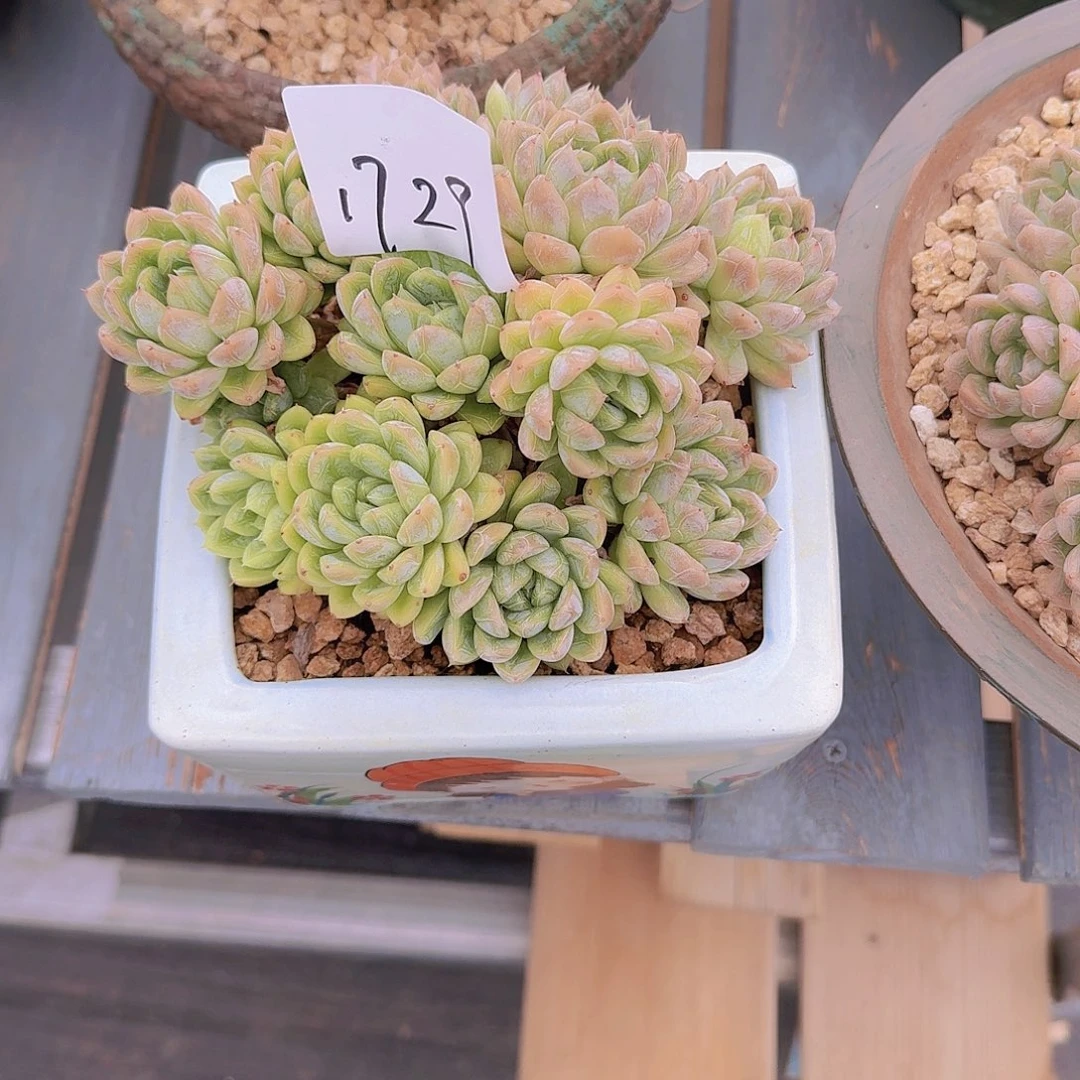 来***张1729艾莎公主多肉植物