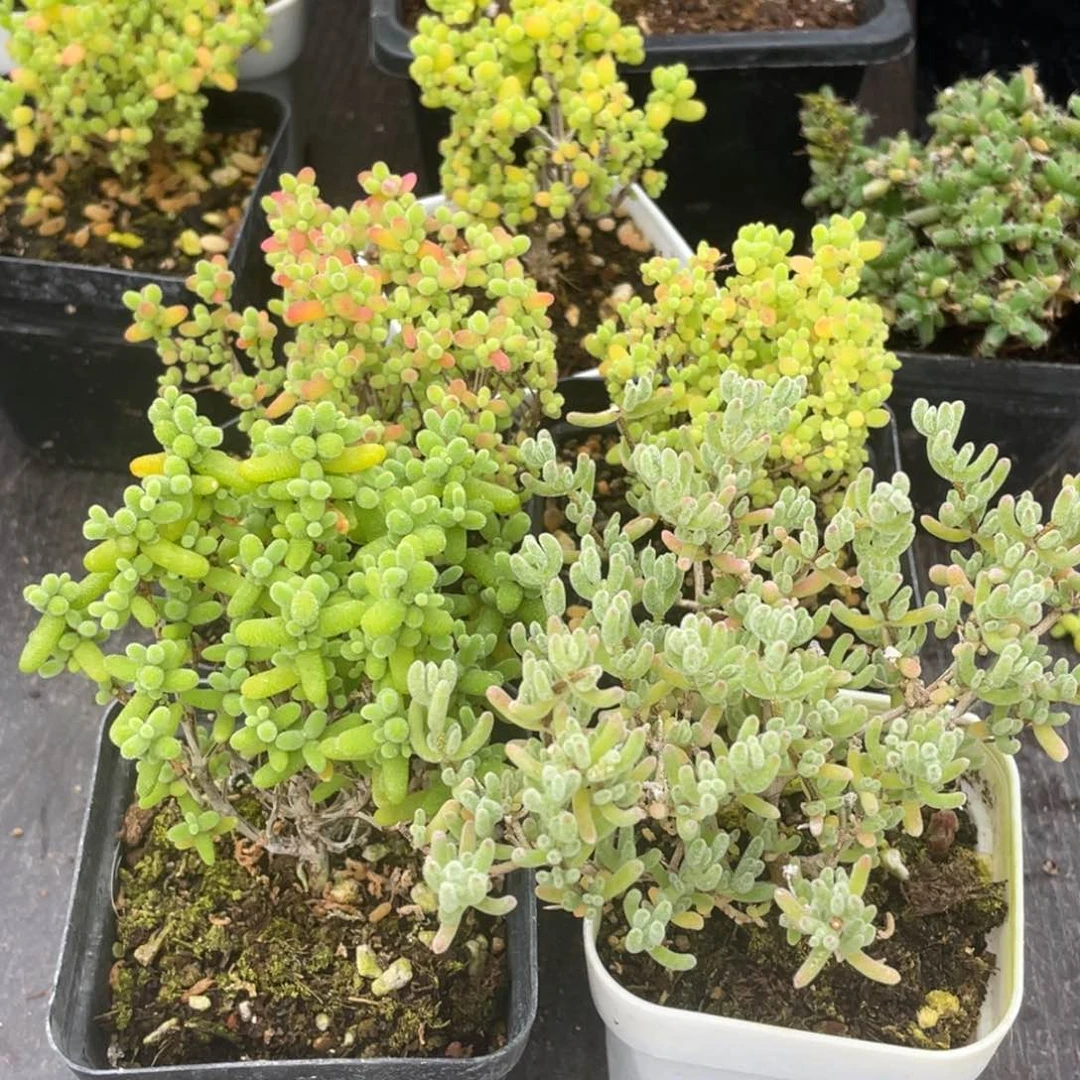 俯**取蜜桔金桔冰晶。