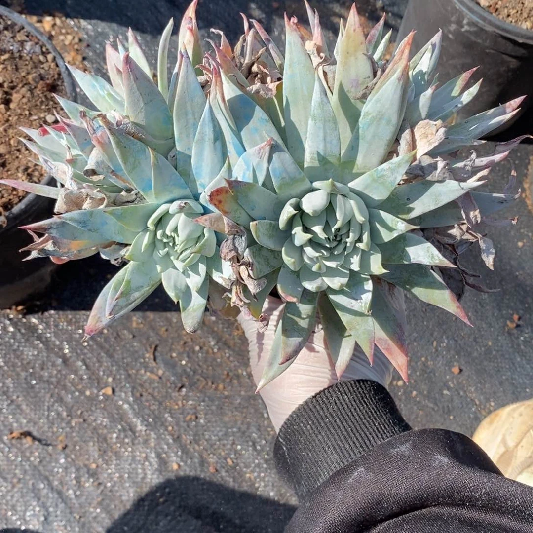 74号牡丹叶粗腿子