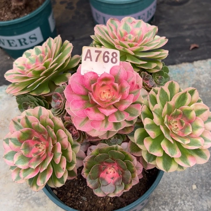 768荔枝朵朵22厘米左右