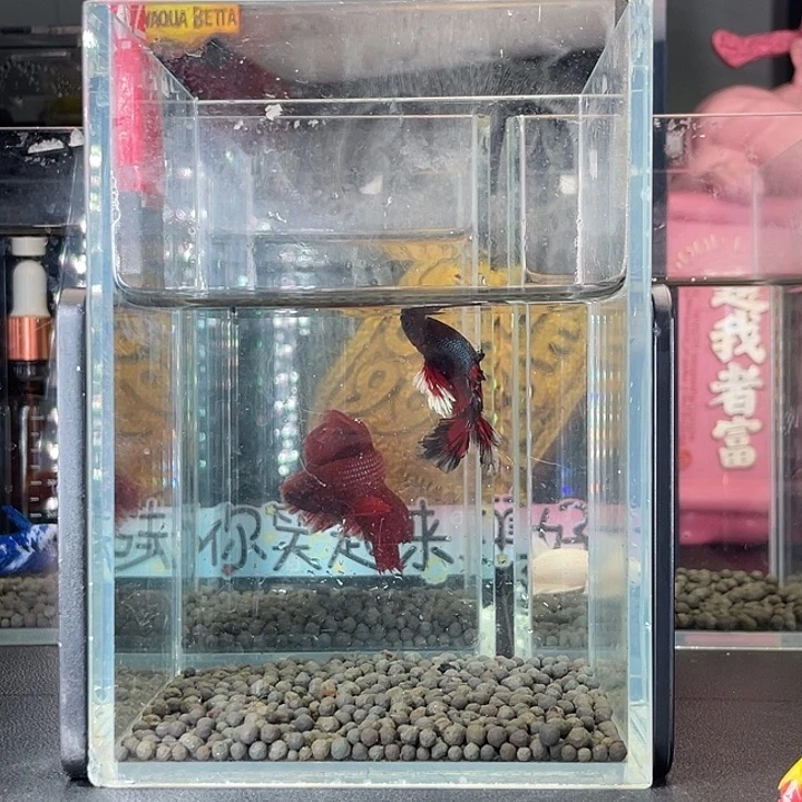 斗鱼35号925早绣hmpk
