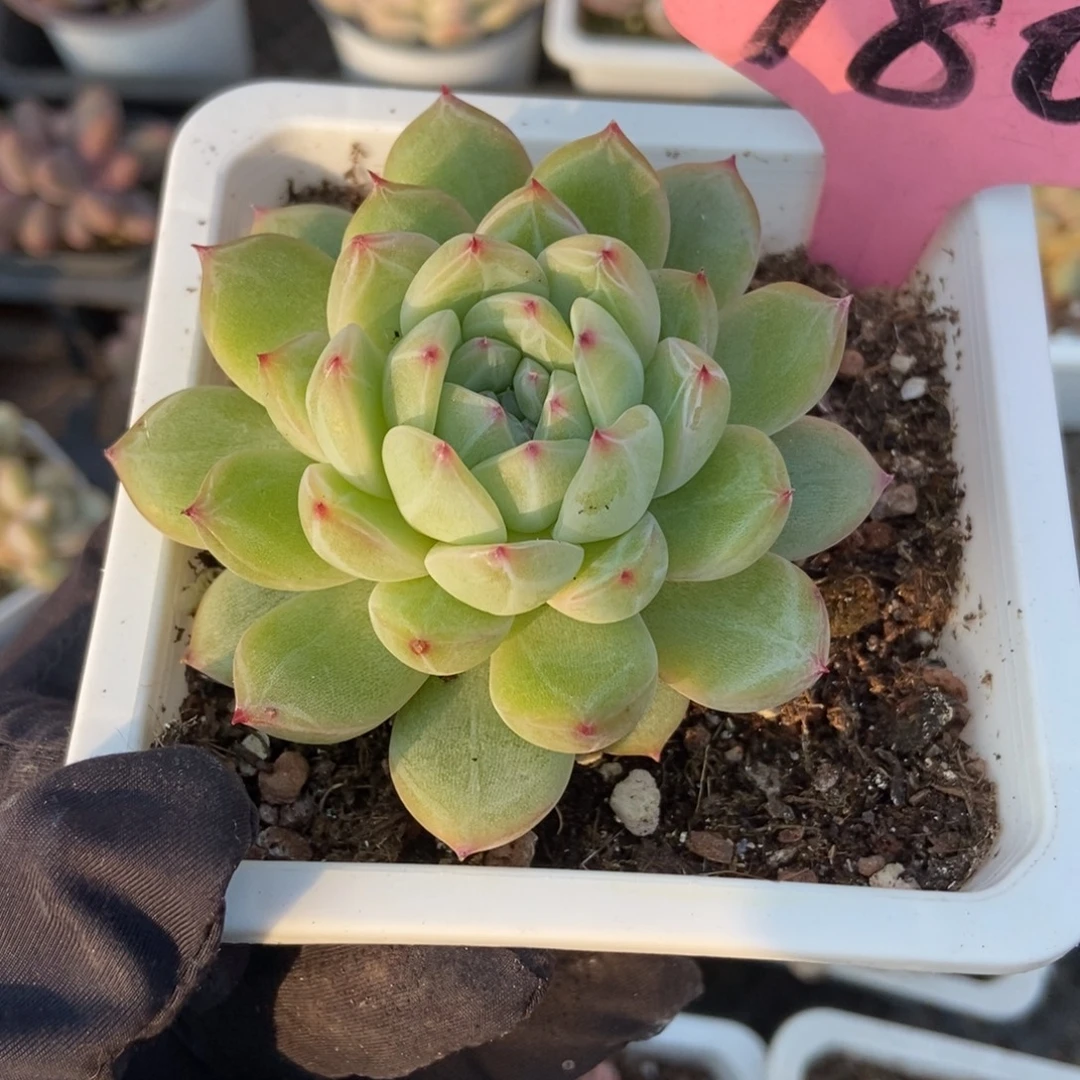 180雪花珍妮多肉植物