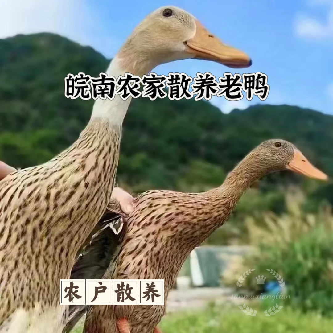[皖南散养老鸭]农户散养老麻鸭皖南山货土老鸭两年老鸭现杀整只18个月/两年鸭肉同城配