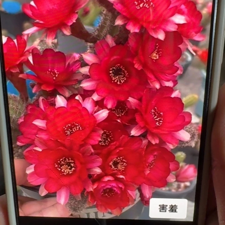 257白檀害羞3个无根侧牙，20包邮