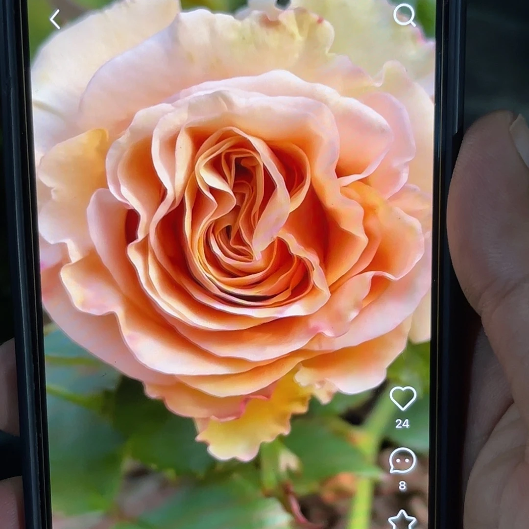 无花朵————珍珠工艺