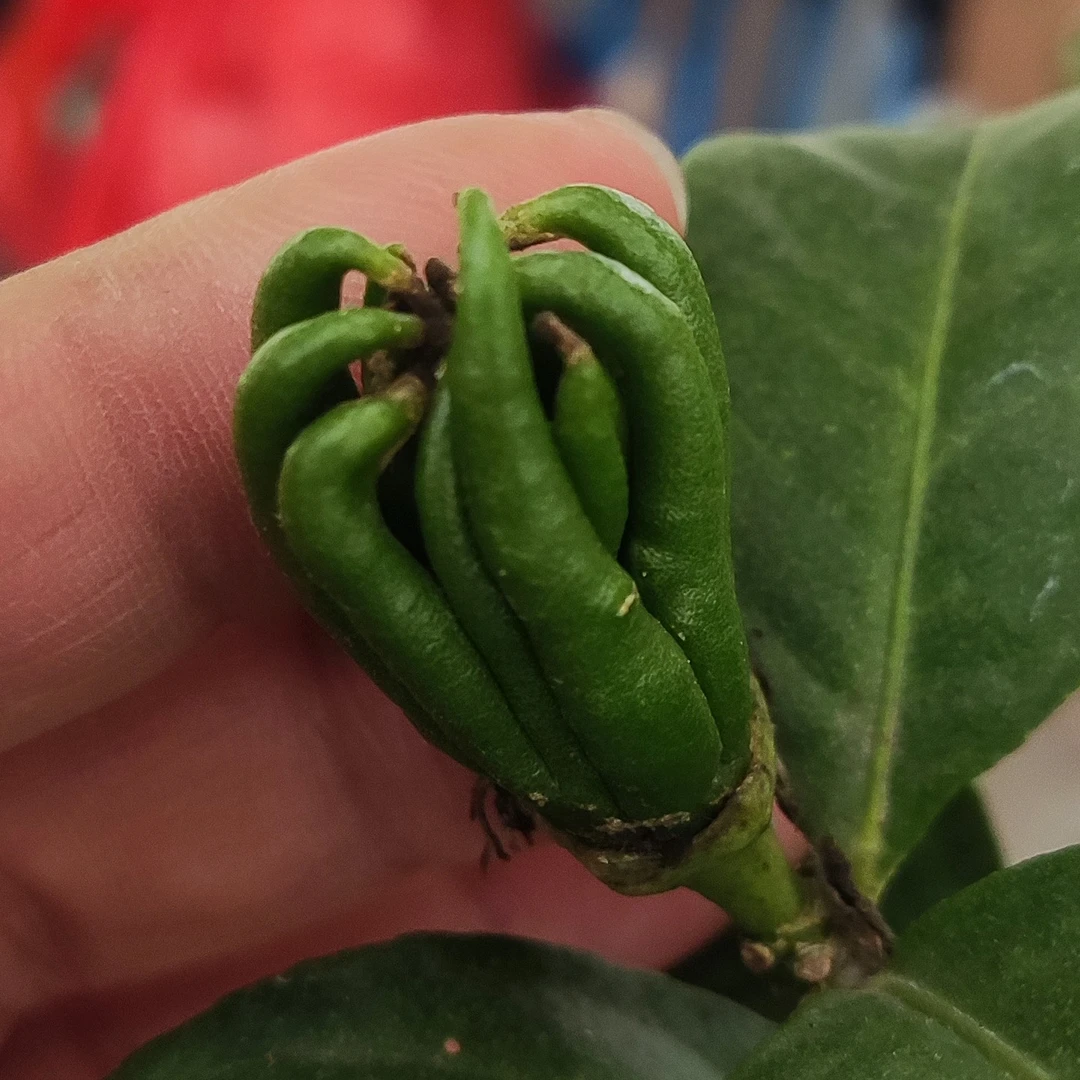 佛手柑地栽盆栽庭院种植多年生