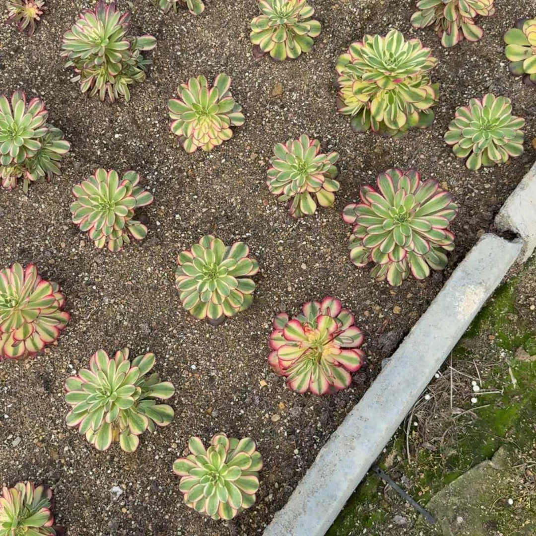 鱼*水粉冠到秋天。多肉植物