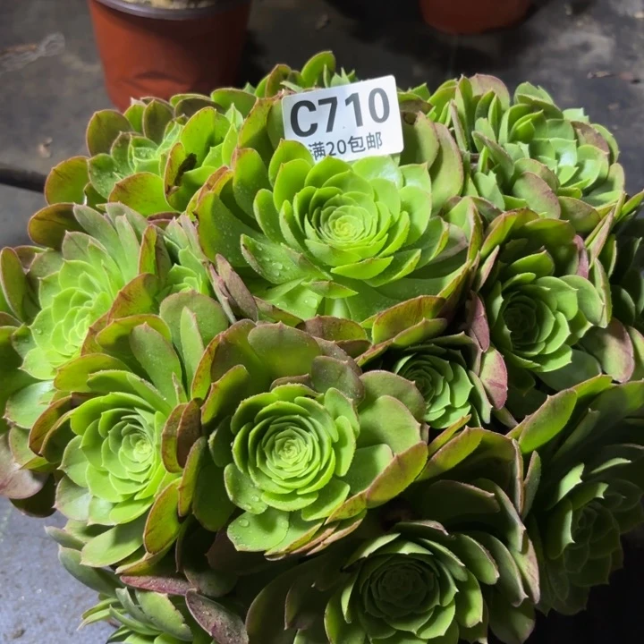 瑞妈一物一拍710