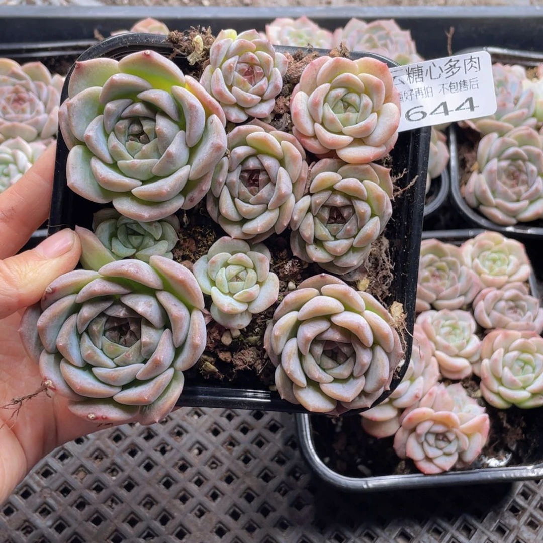 云糖心多肉植物644