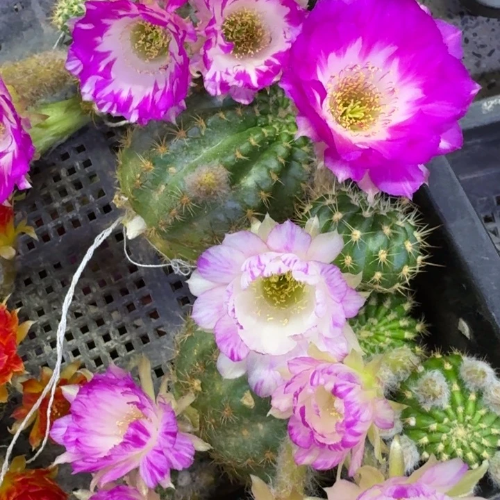 20丽花139歪3公分左右无根侧牙，20包邮