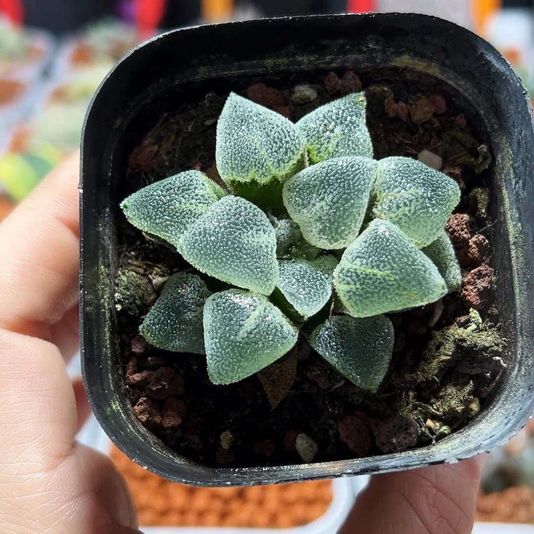 十二卷多肉冰钻寿