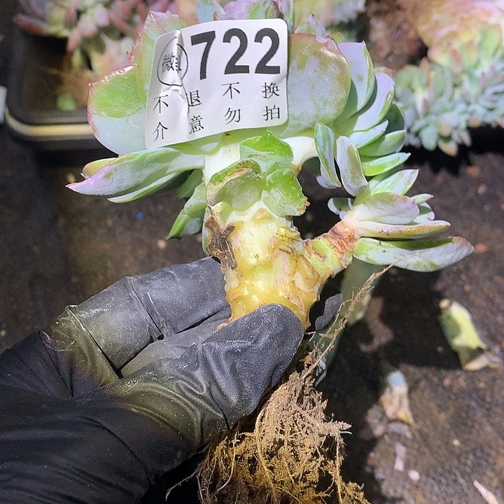 卡***顿白凤缀化 微瑕 非偏远38包邮节后发请联系客服