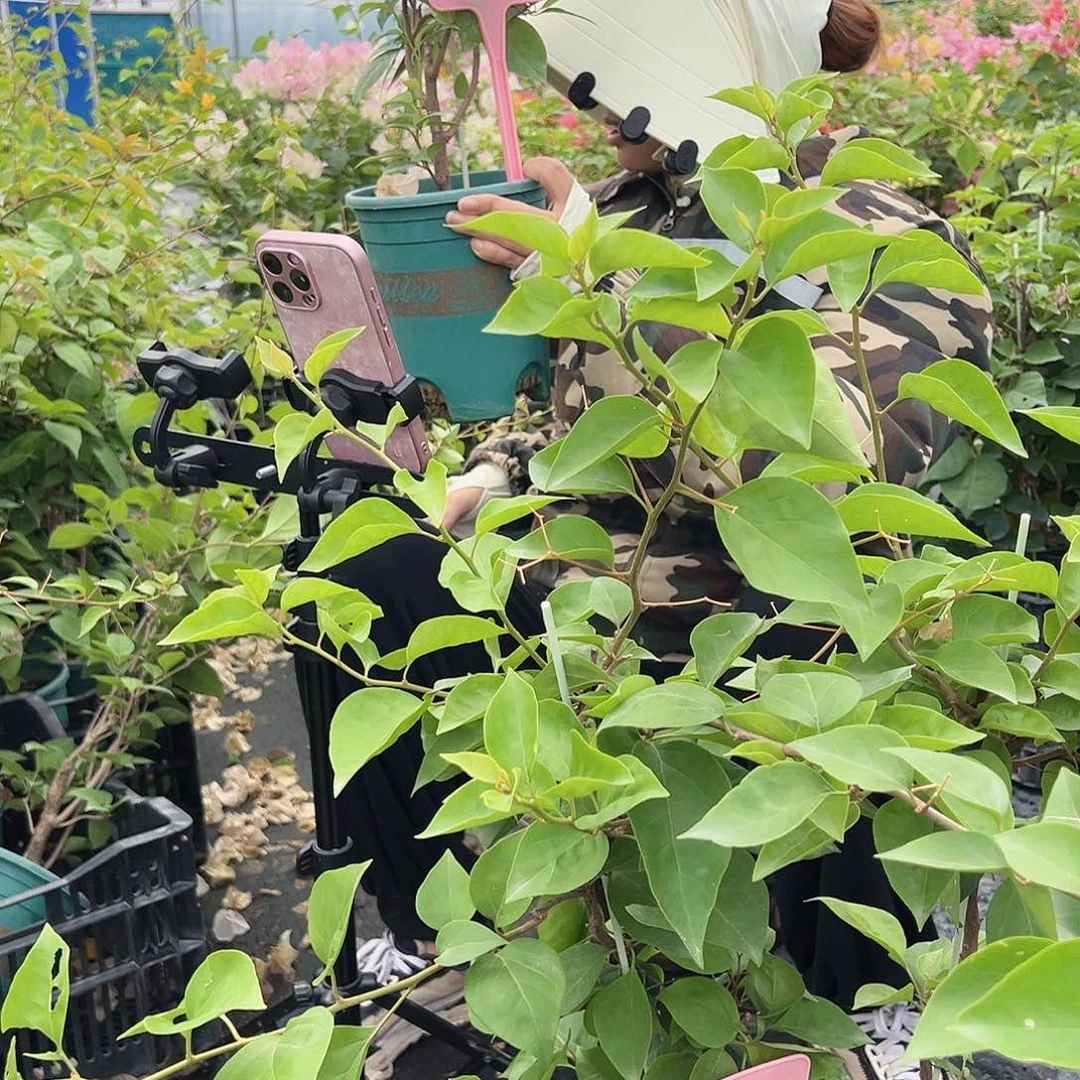 当前无花栽培后可以开花H62波妹