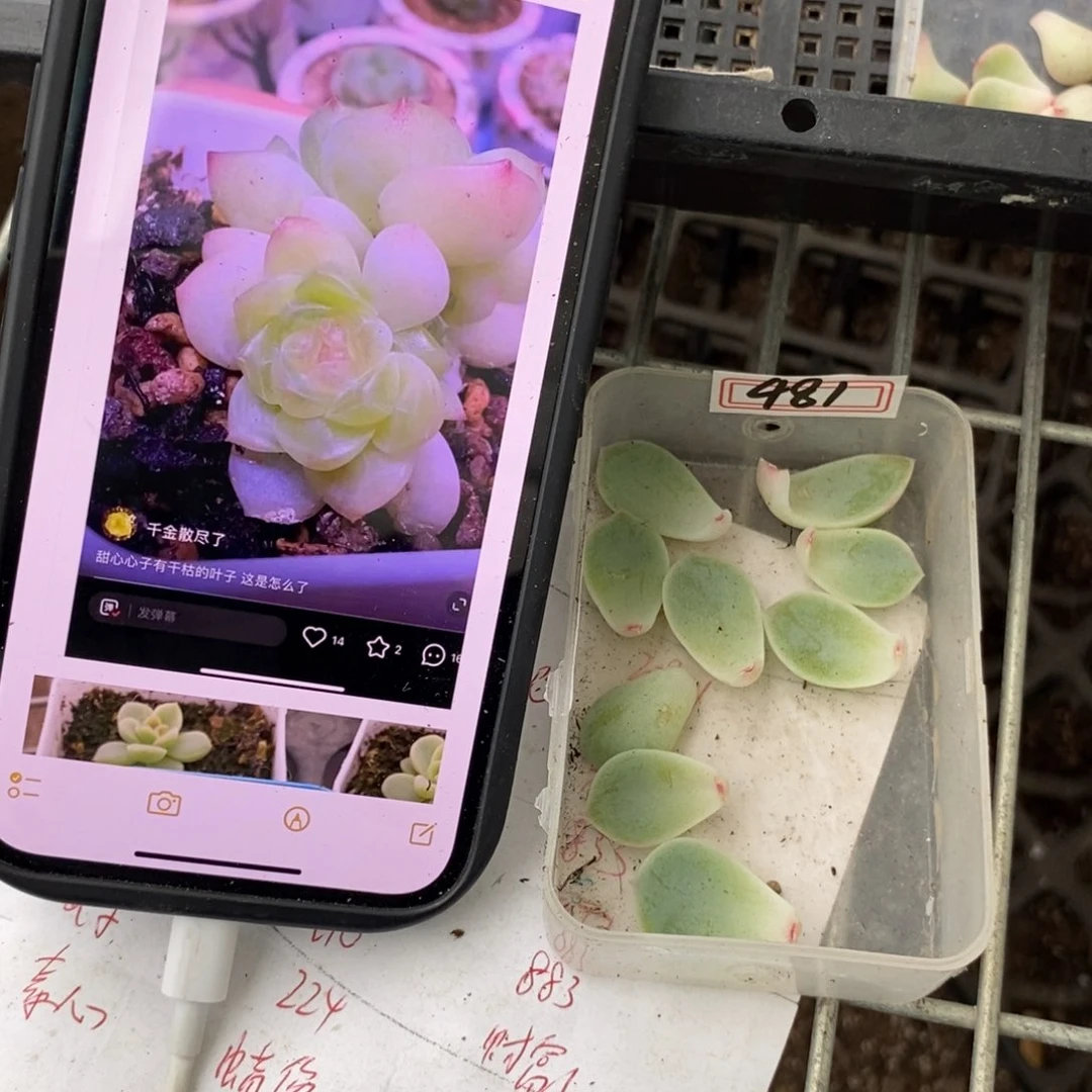 甜心481叶片一个