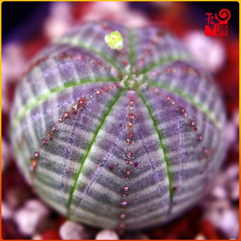 布纹球仙人球小盆栽多肉植物大戟科稀有品种无刺开花的花卉组合