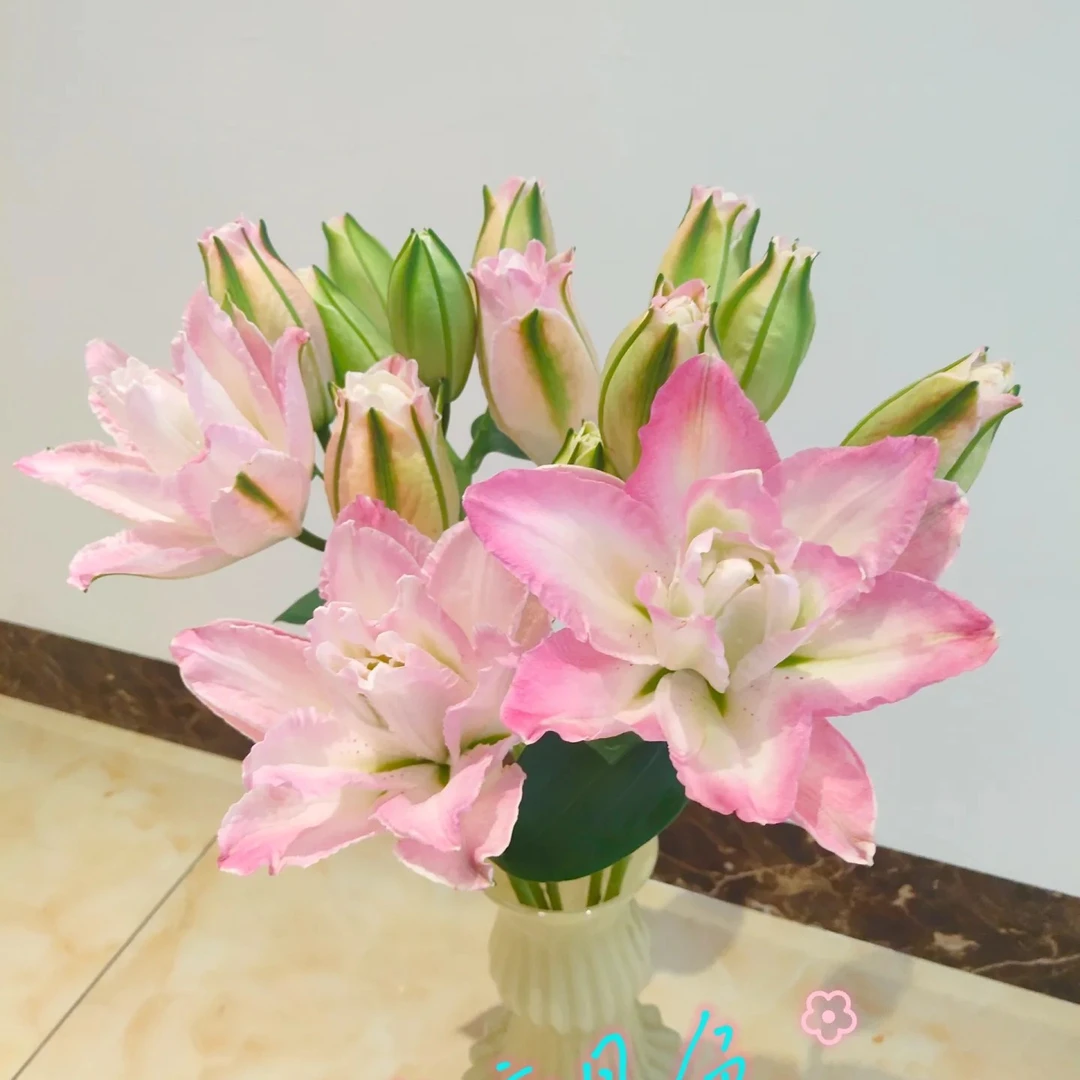 【荷塘月色】重瓣香水百合室内水养鲜花