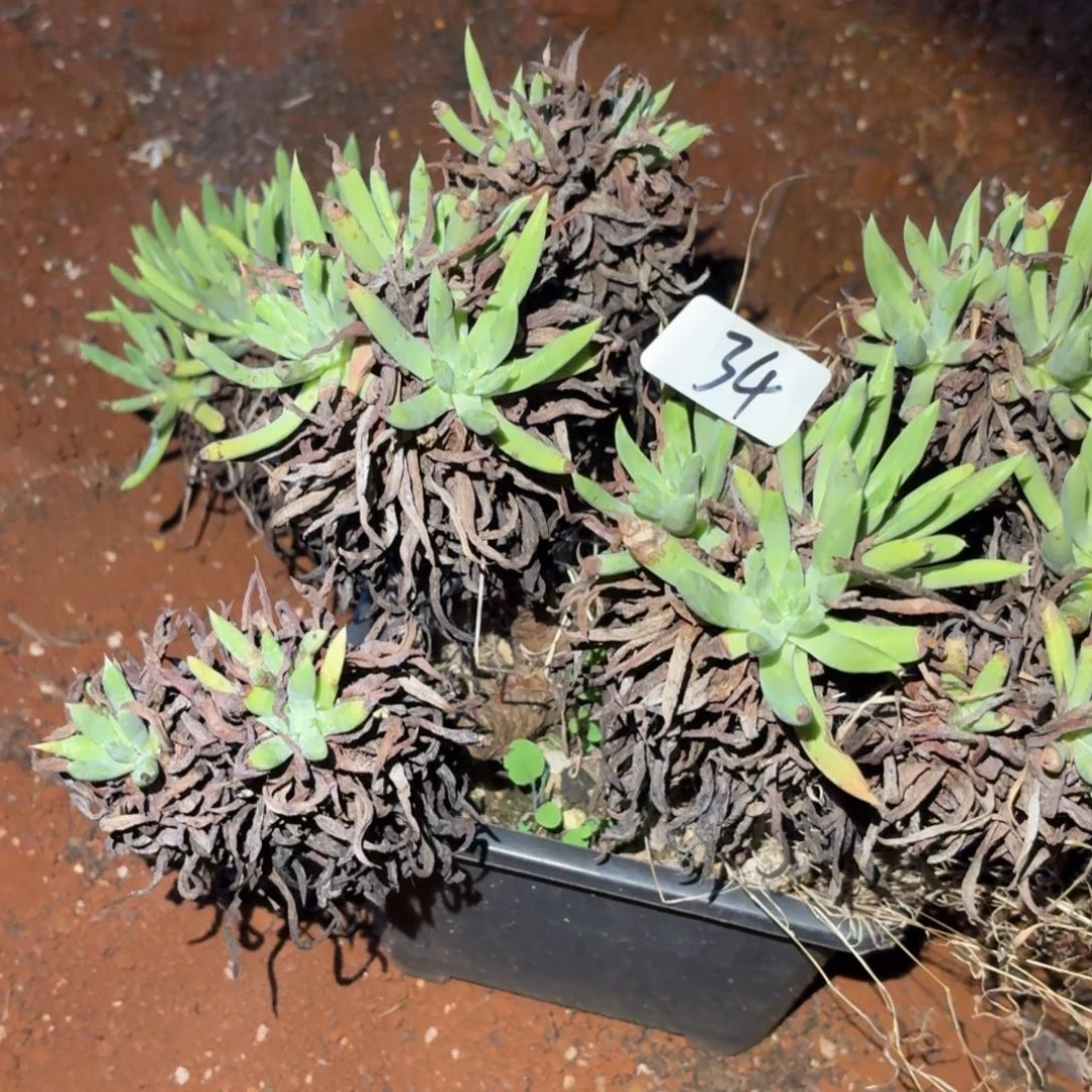 不售后阿尔艾芙洛塔杂交福利