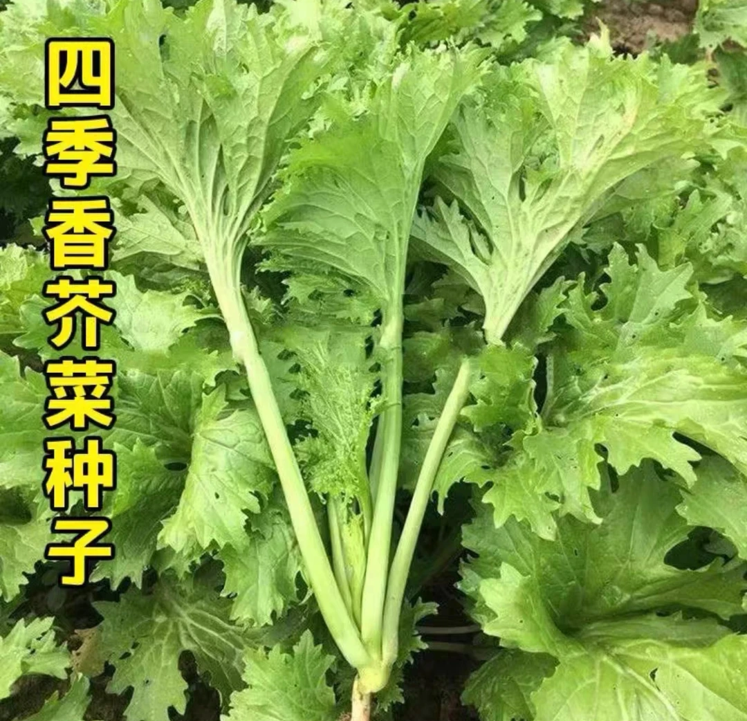 香叶芥菜种子饺子菜种子清香碧玉蔬菜种子阳台小院易种