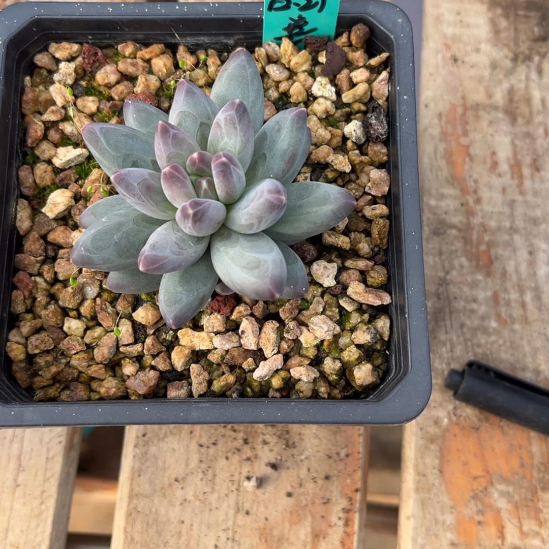 小***伴多肉植物雪戴丽多肉