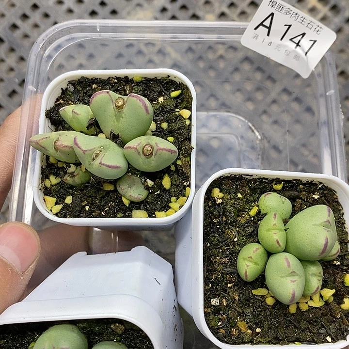 妍**颜141号多肉植物形态