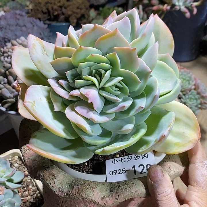 小七夕多肉白凤120