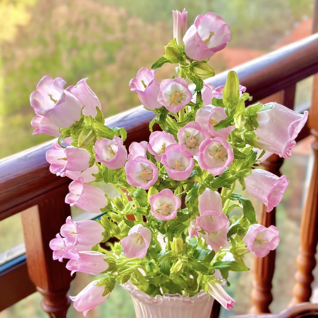 酒杯风铃草【粉色】盆栽庭院阳台爆花强宿根草本花卉新手易养护