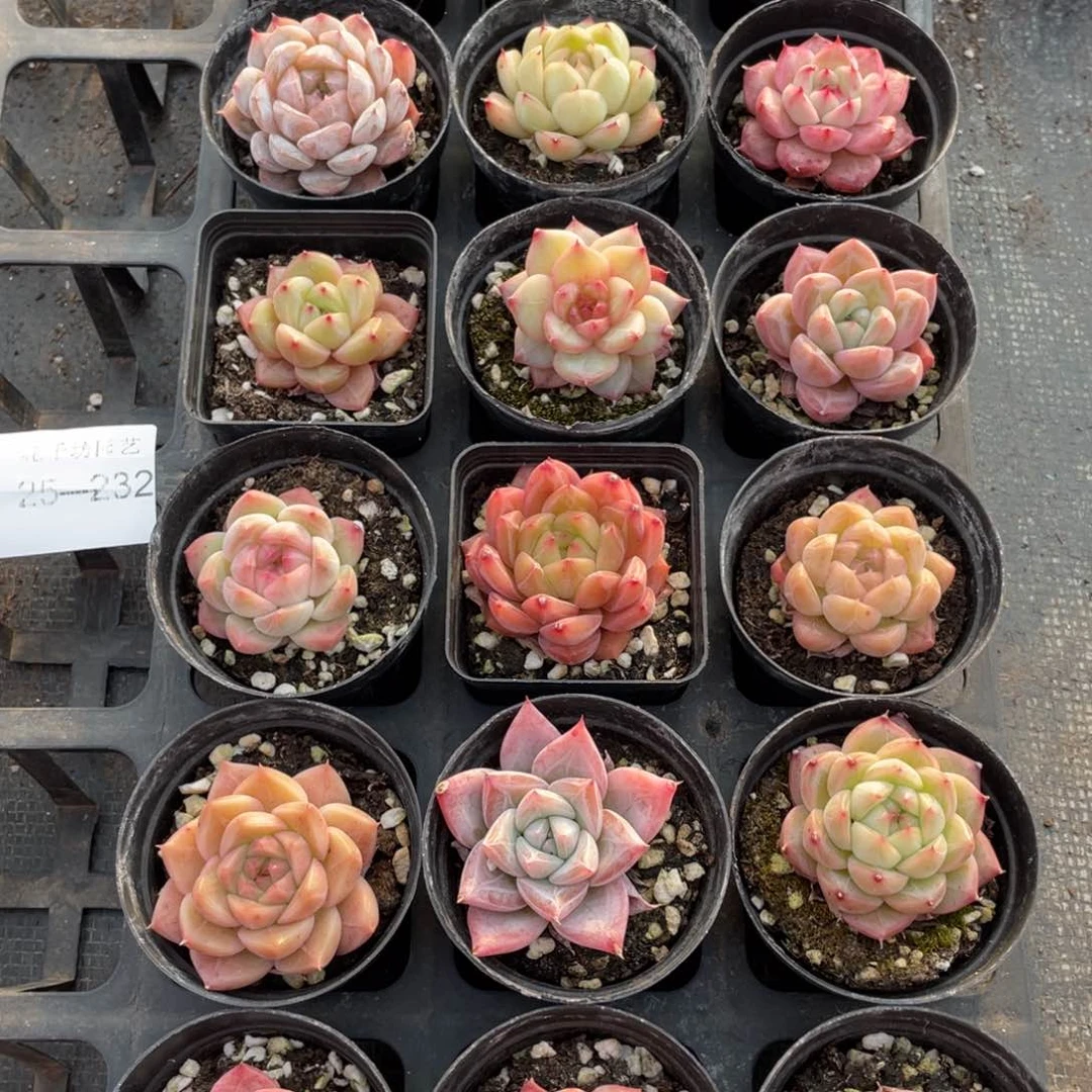 一物一拍18颗25-232